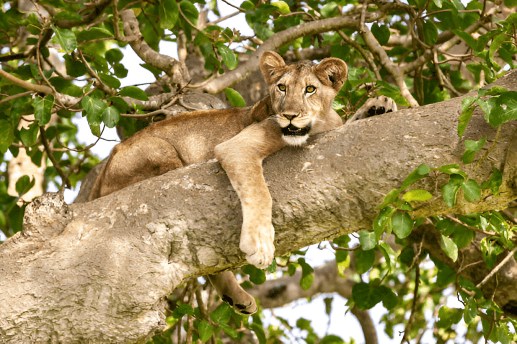tree climbing lions in Ishasha sector