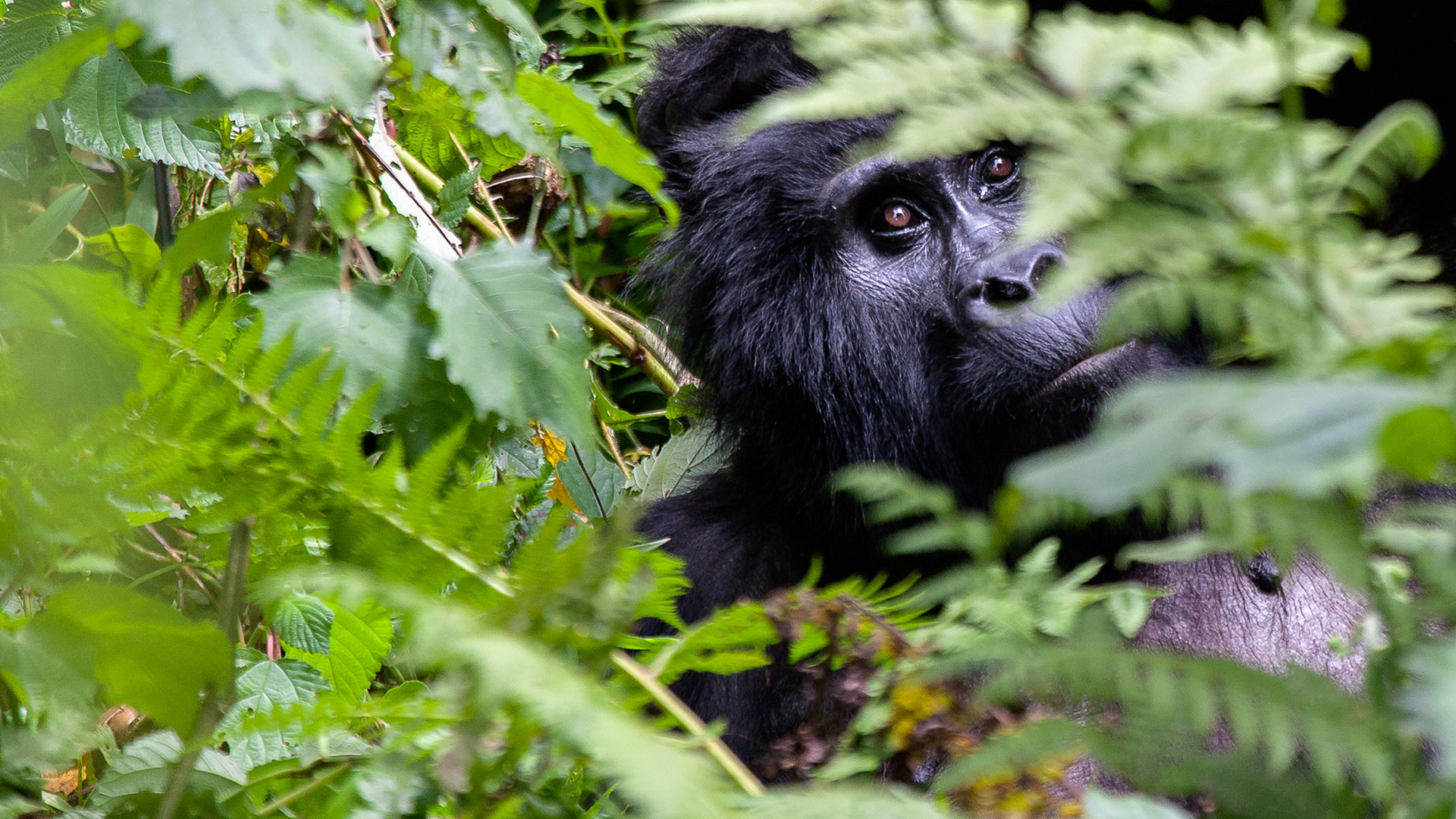 Gorilla Trekking in Rwanda 2025, 2026, 2027 and 2028 | Best Permits, Tours & Cost Guide