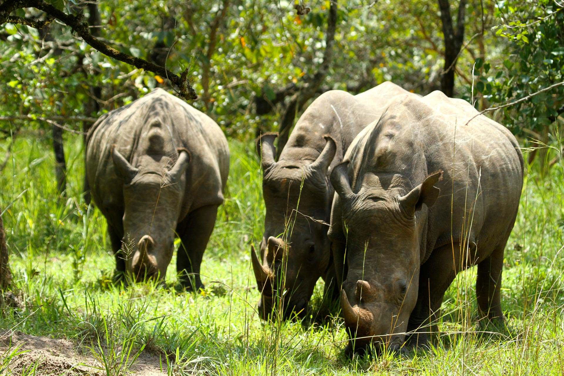 2 Days Ziwa Rhino & Murchison Express