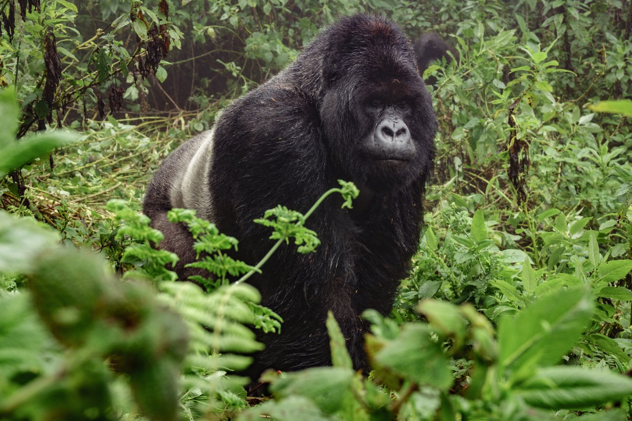 Silverback mountain gorilla spotted during gorilla trekking in Africa with a trekker observing