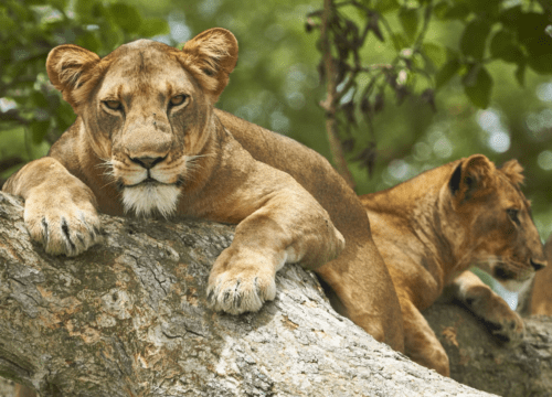 11 Days Uganda Safari – Budget Wildlife and Gorilla Trekking Itinerary