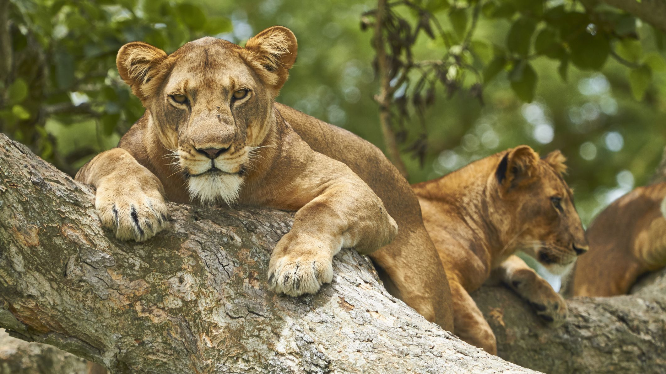 10 Days Uganda Safari | Gorilla Trekking, Chimpanzee Tracking, Wildlife & Murchison Falls