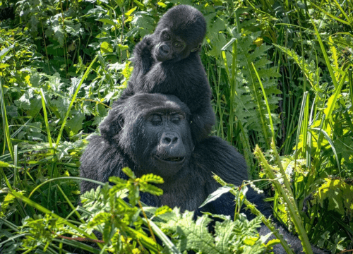 Best Gorilla Tours in Africa