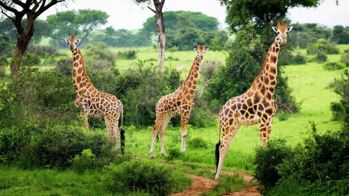 5 Days Gorilla Trekking and Lake Mburo Wildlife Safari – Uganda Primate & Savannah Combo