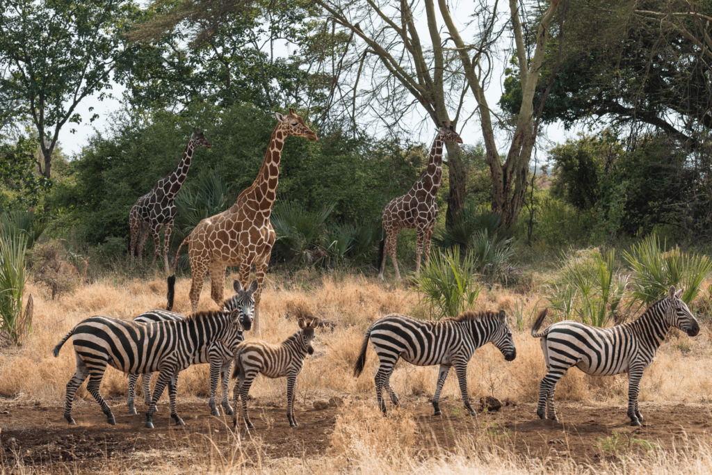 Giraffes and zebras grazing in the savannah of Meru National Park, Kenya
