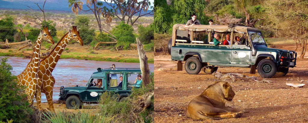 Tourists on a game drive in Samburu National Reserve photographing reticulated giraffes and a resting lion
