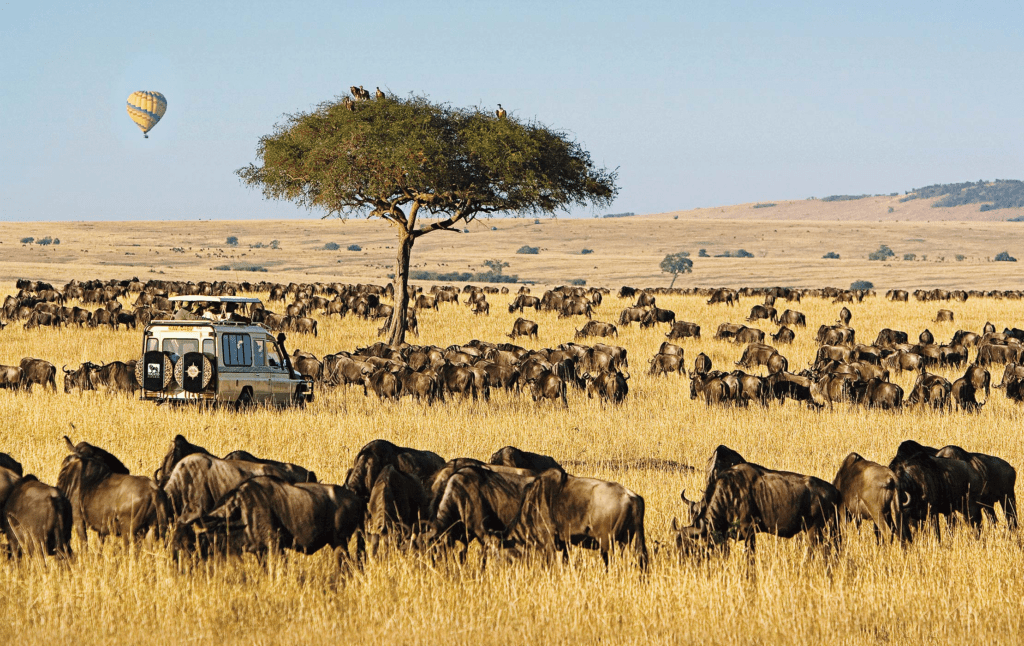 full-day game drive in Masai mara national reserve