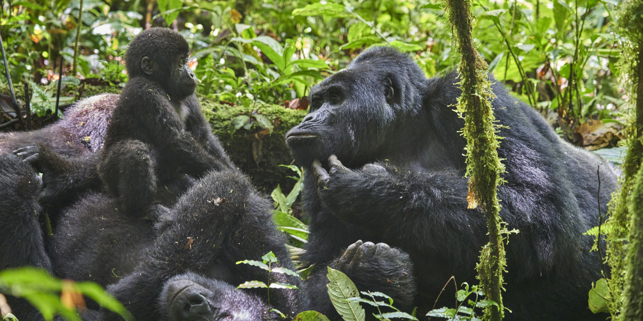 Uganda Gorilla Holidays