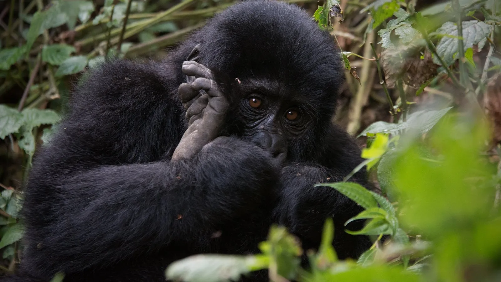 12 Days Rwanda Safari