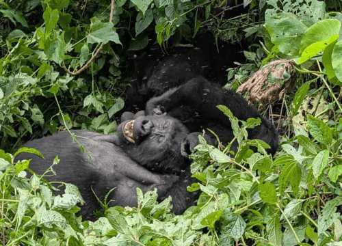 8 Days Gorilla, Chimpanzee, and Murchison Falls Safari | Uganda Primate & Wildlife Tour