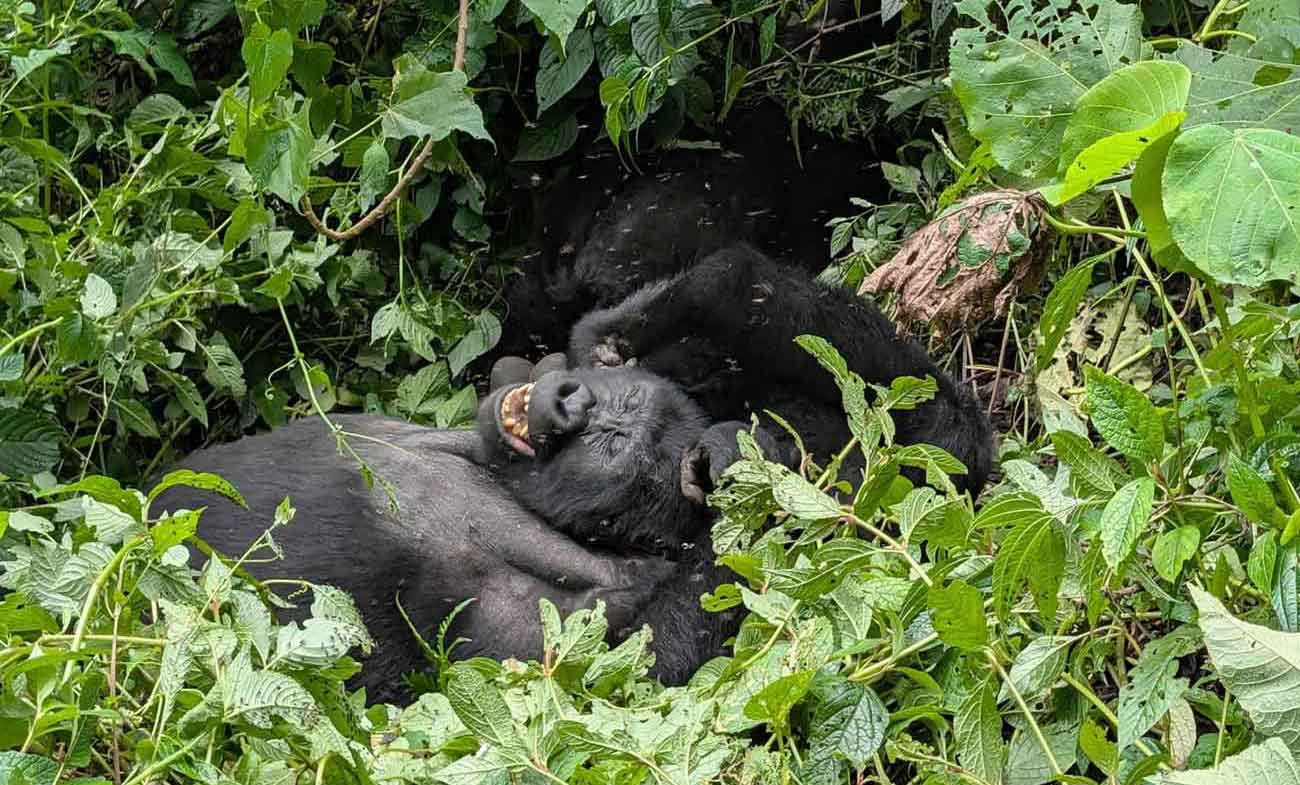 7 Days Murchison Falls