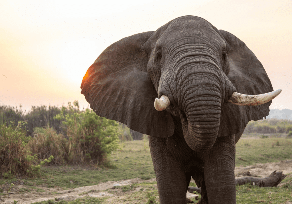 14 Days Uganda Safari