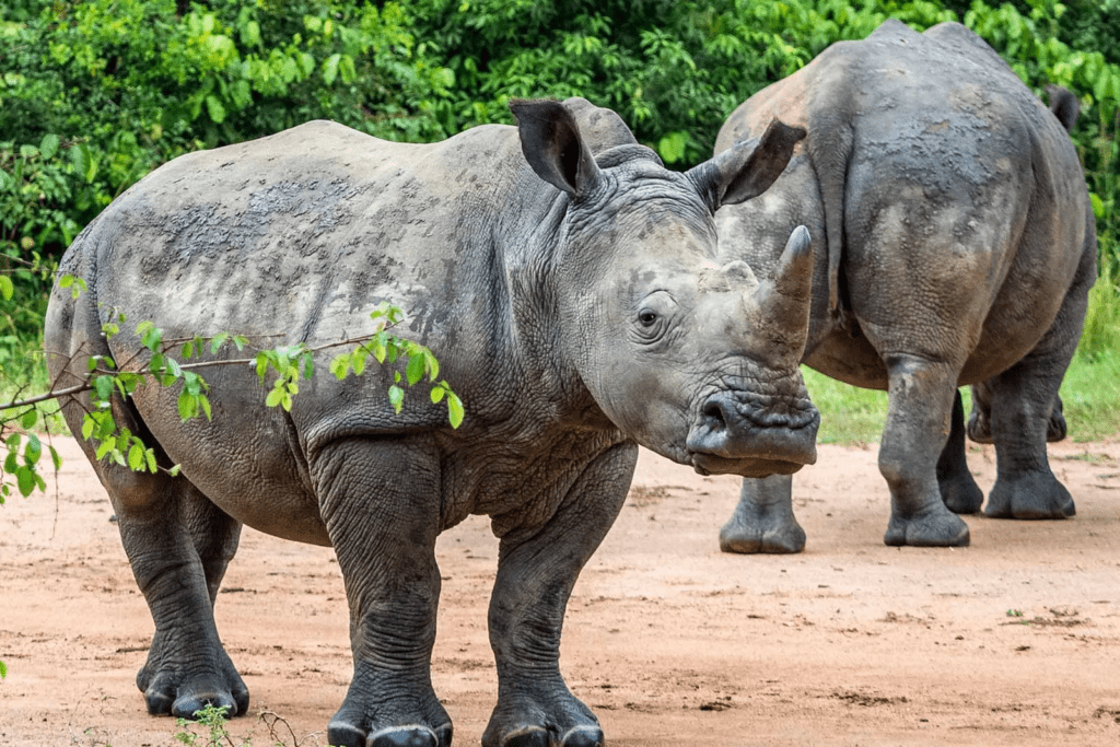 Zziwa Rhino Sanctuary