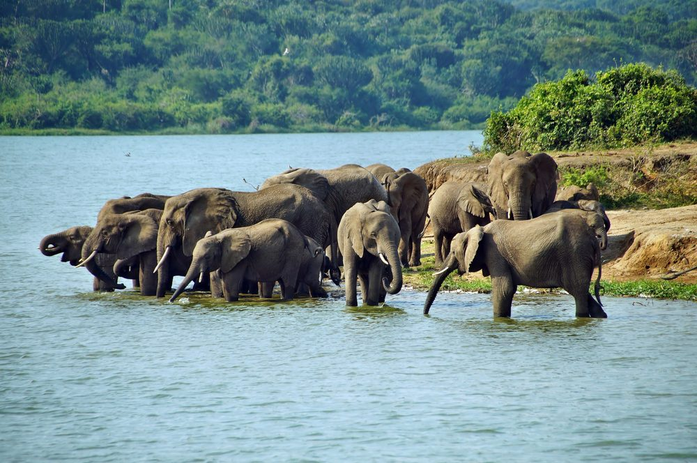 10 Days Uganda Budget Safari | Gorilla Trekking, Wildlife Safaris and Chimpanzee Trekking