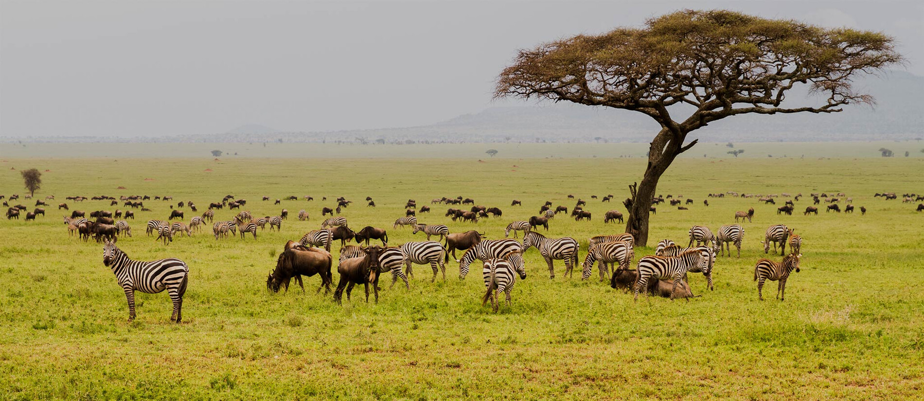 4 Days Masai Mara and Lake Nakuru Group Safari | Kenya Wildlife Adventure Tour
