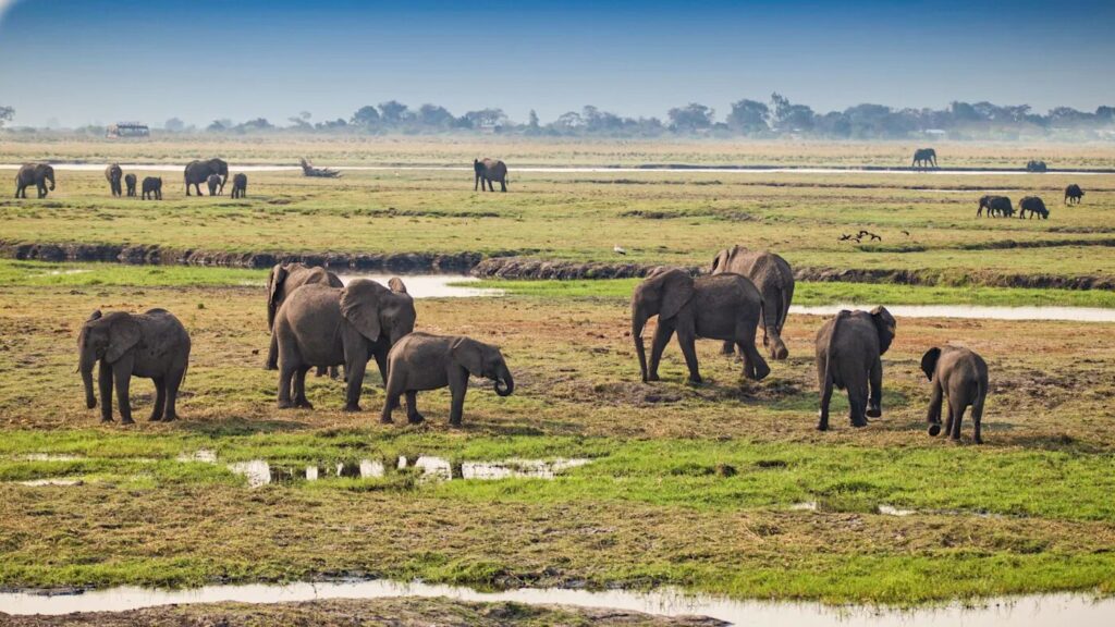 Chobe National Park