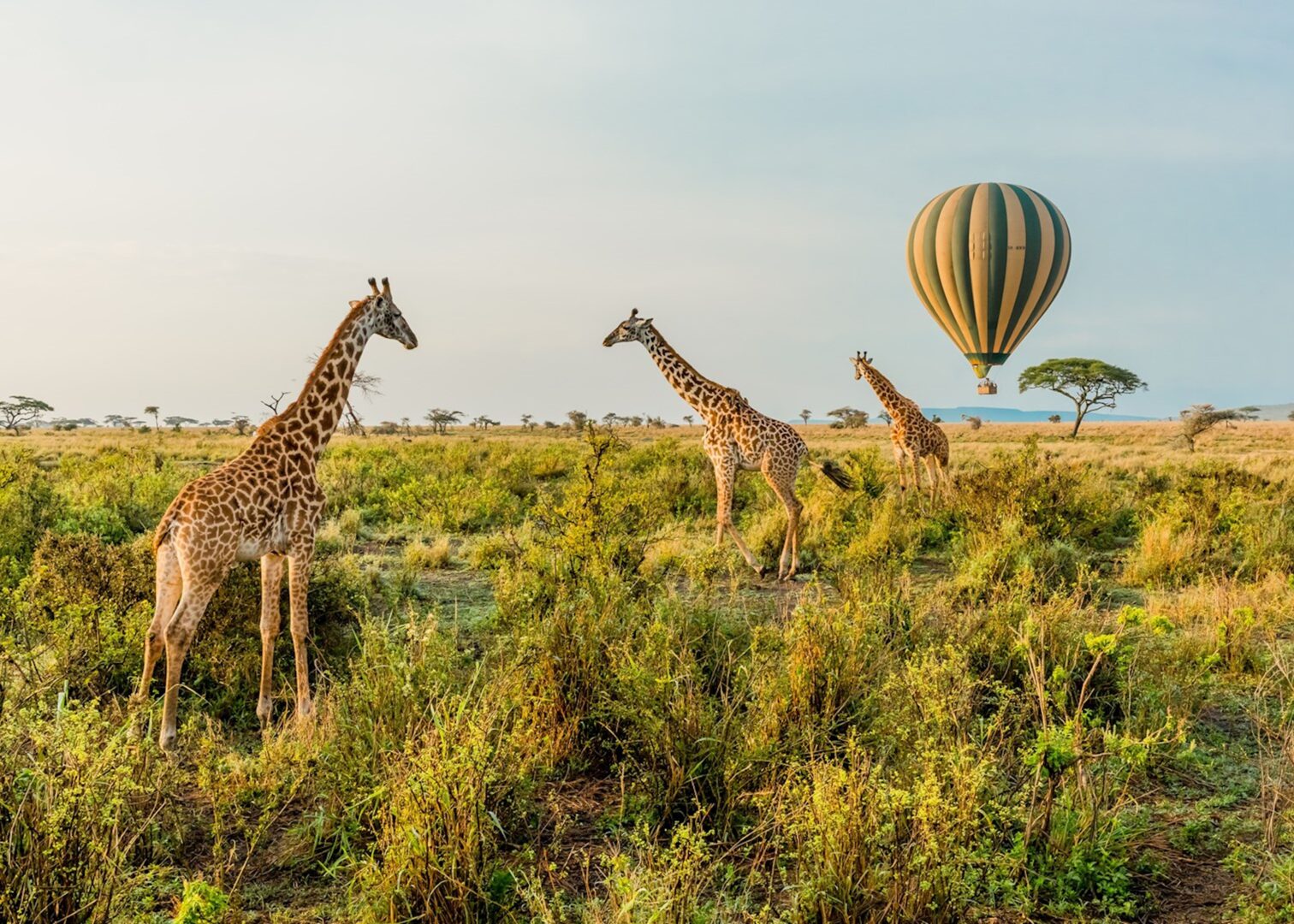 Unforgettable Hot Air Balloon Safaris in Serengeti and Masai Mara | Ultimate Aerial Adventure
