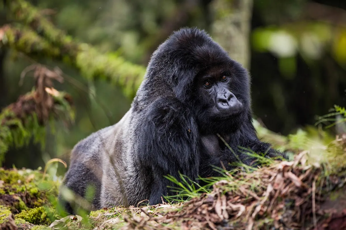 Discover the best Family Gorilla Trekking Tours in Uganda, Rwanda, and Congo. Ideal for parents, kids, and multi-generational travelers. Learn about age limits, kid-friendly lodges, trekking safety, and how to organize an unforgettable gorilla safari with children in Africa. Book with Nextgen Safaris today!