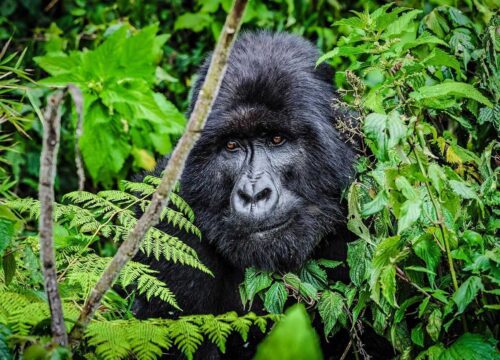 10 Days Uganda Safari | Gorilla, Chimpanzee & Wildlife Tour 2025