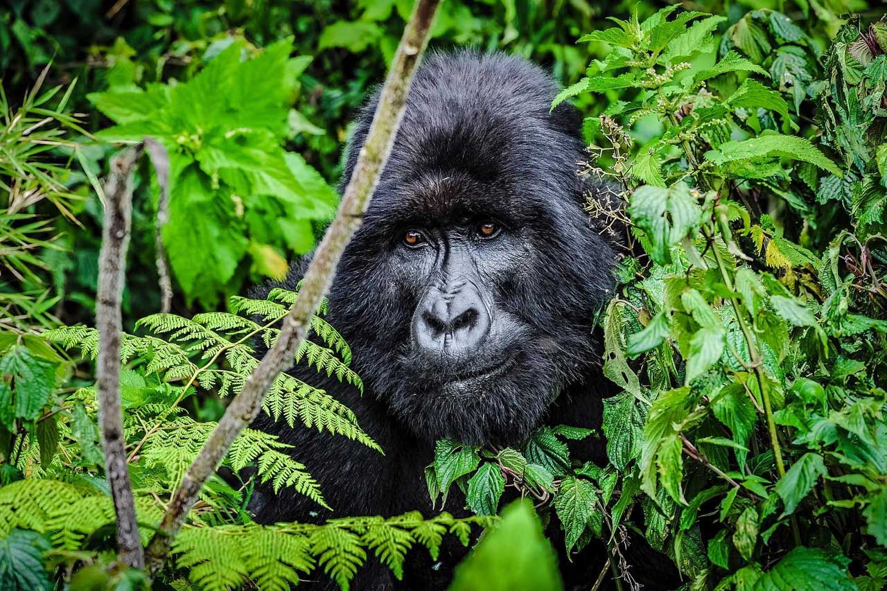 Rwanda gorilla trekking safari