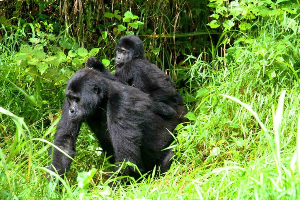 Best Destination Management Company in DR Congo for Gorilla Trekking