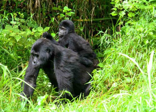 6 Days Double Gorilla Trekking in Bwindi – Guaranteed Two Gorilla Treks in Uganda