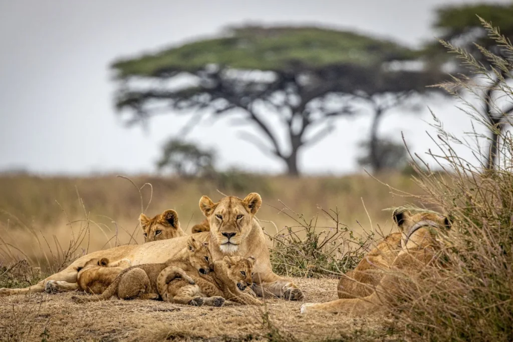 8 Days Zanzibar Beach and Tanzania Safari Tour