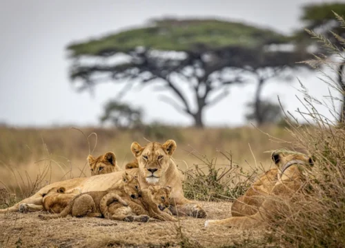 5 Days Tanzania Big 5 Safari | Tarangire, Serengeti and Ngorongoro Tour