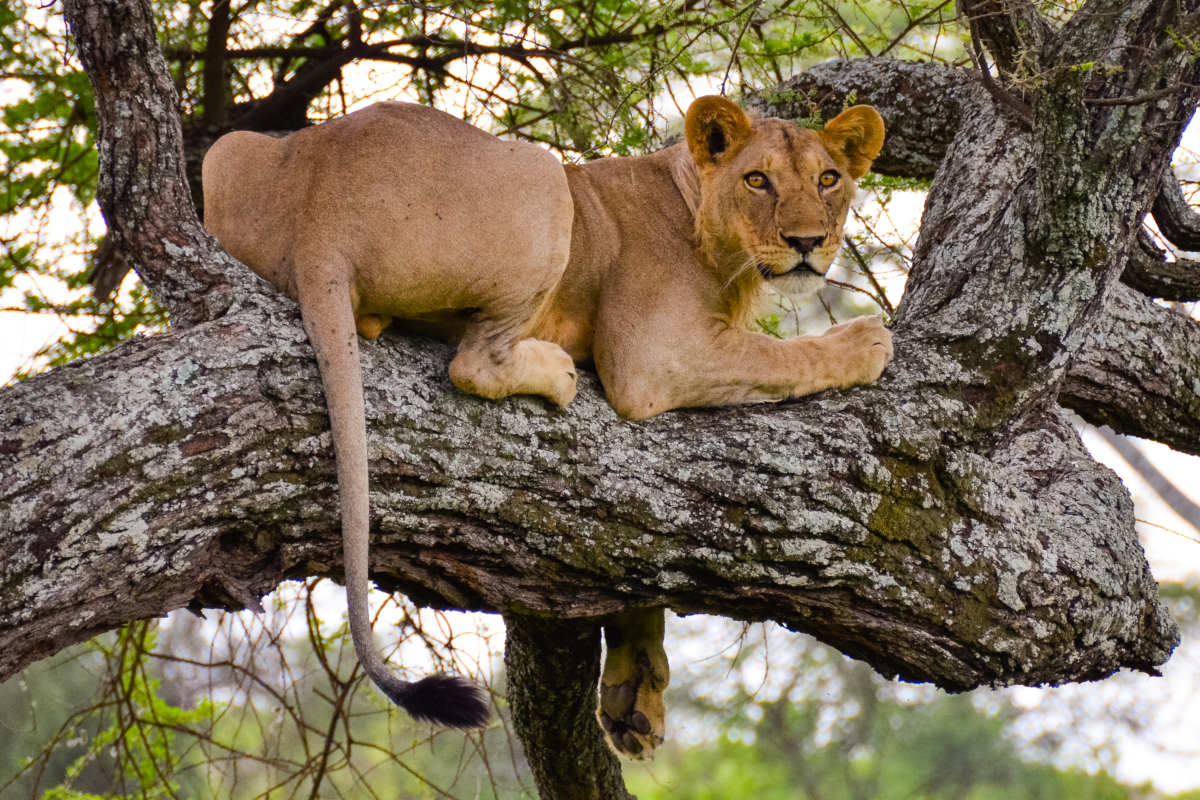 Tarangire Safari Types: Group, Private, and Luxury Options