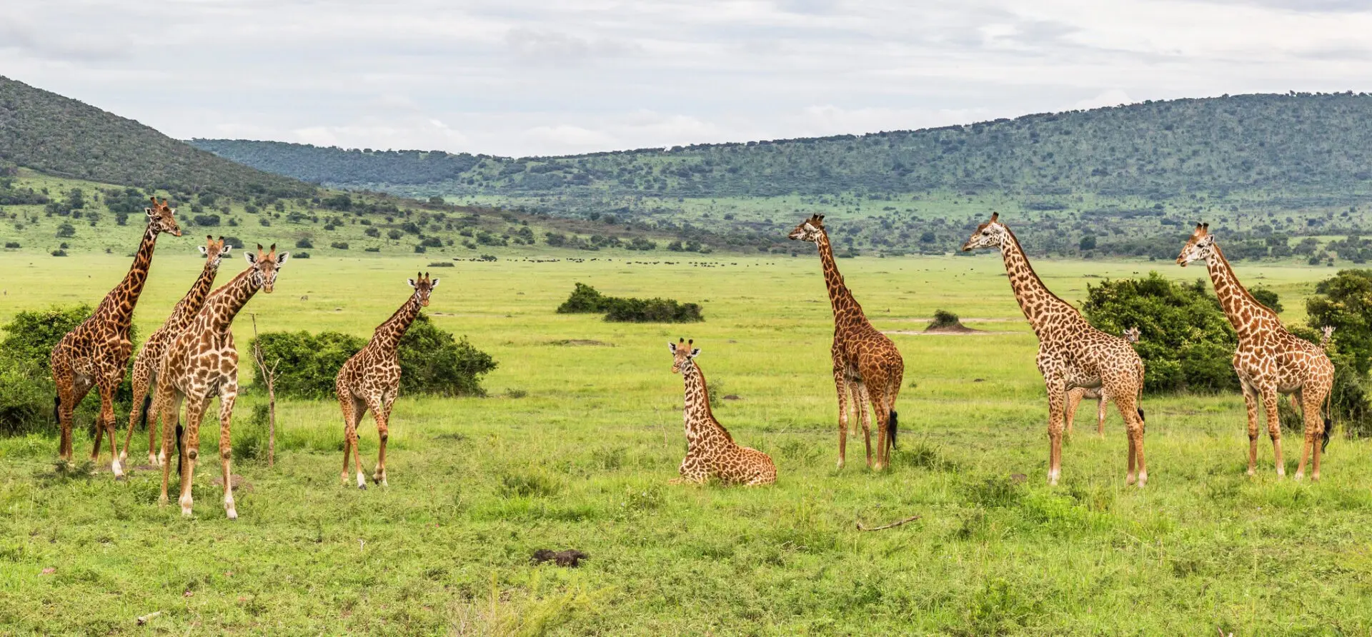 6 Days Rwanda Gorilla and Akagera Safari