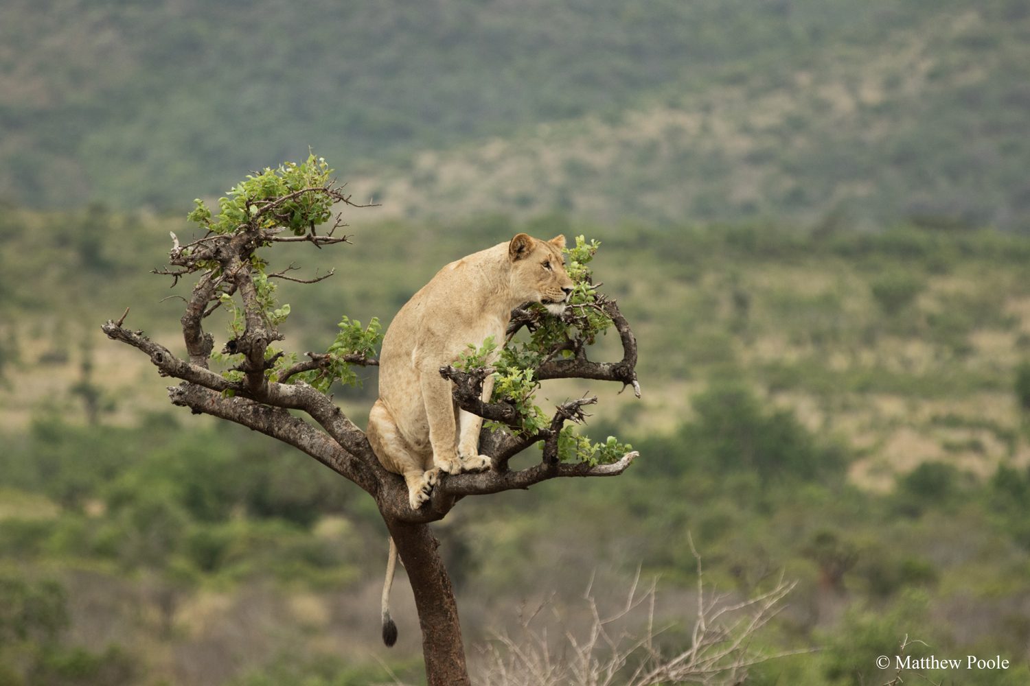 3 Days Akagera National Park Wildlife Safari – Rwanda Game Drive and Boat Tour | Nextgen Safaris