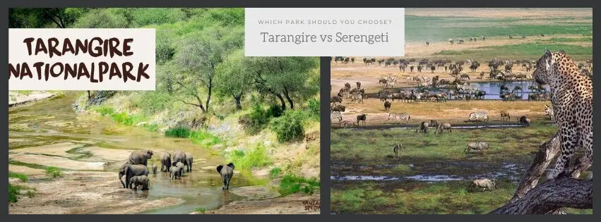 Tarangire vs Serengeti – Which Park Should You Choose?
