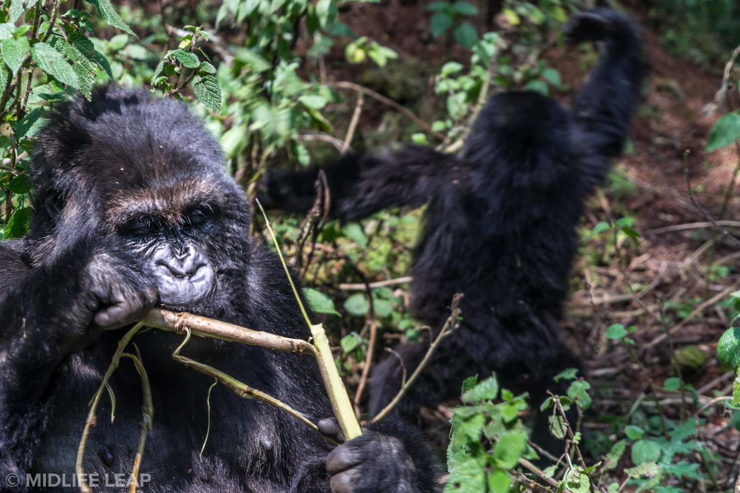 6 Days Double Gorilla Trekking in Bwindi – Guaranteed Two Gorilla Treks in Uganda