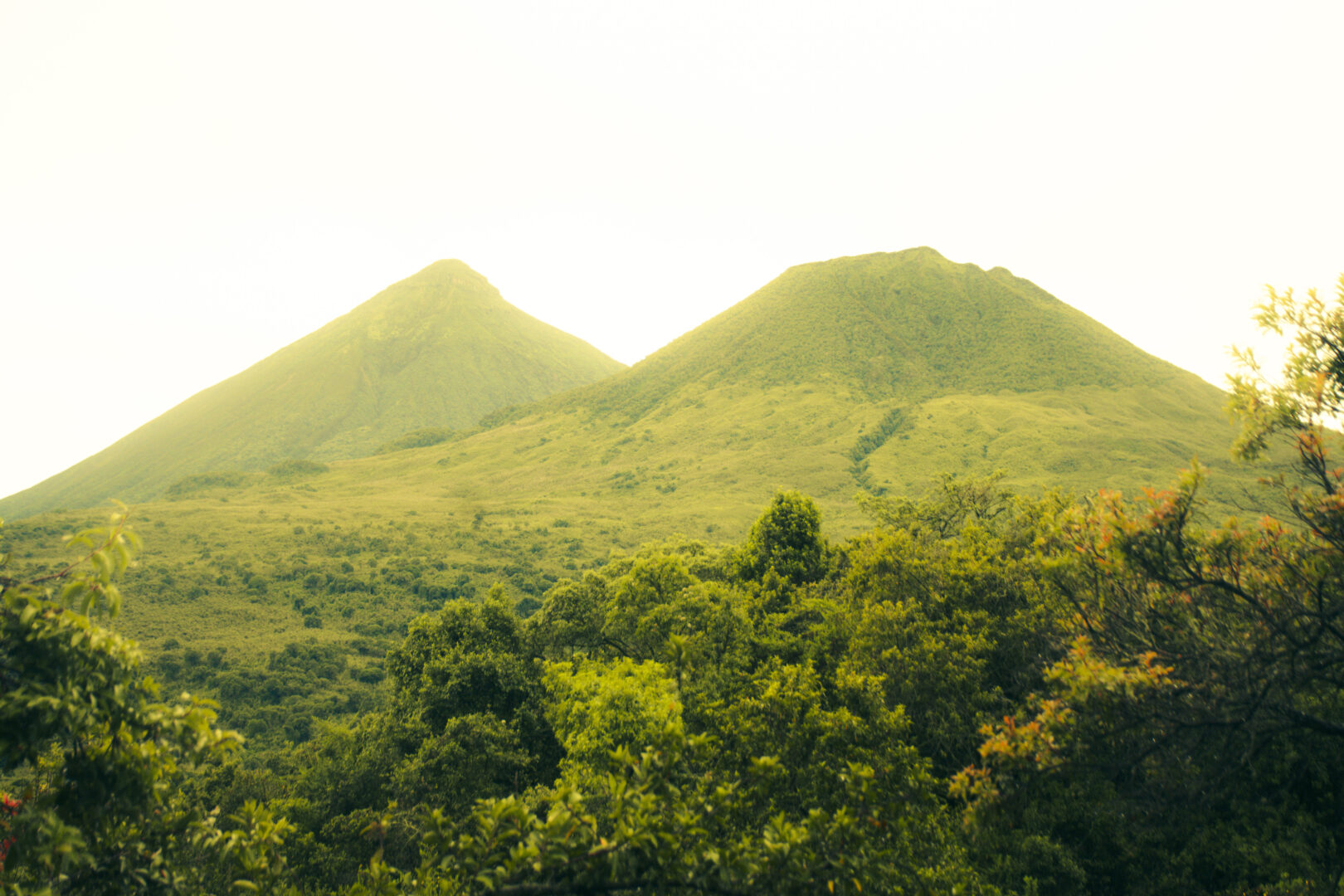 Best Gorilla Trekking Region in Uganda: Bwindi vs. Mgahinga & the Four Sectors Explained
