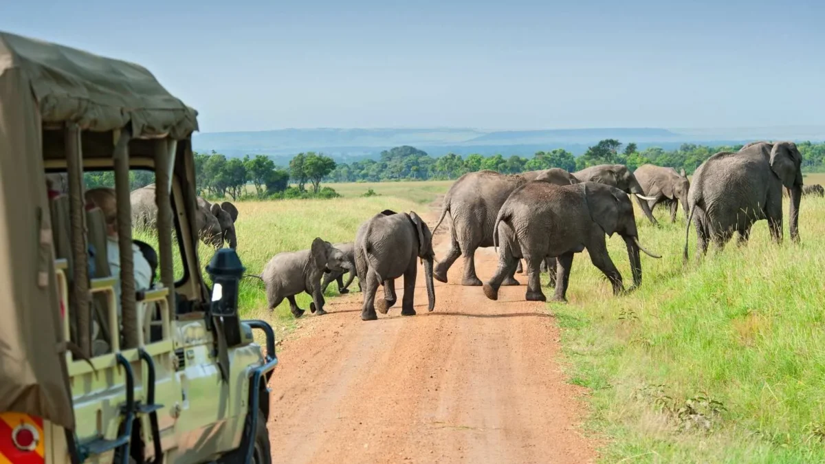 4 Days Queen Elizabeth National Park | Budget Wildlife Safari and Boat cruise