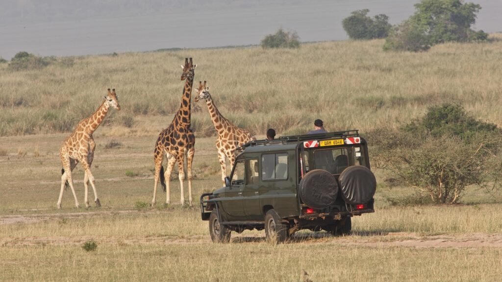 4 Days Queen Elizabeth National Park | Budget Wildlife Safari and Boatcruise