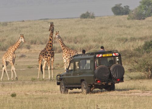 4 Days Queen Elizabeth National Park | Budget Wildlife Safari and Boatcruise