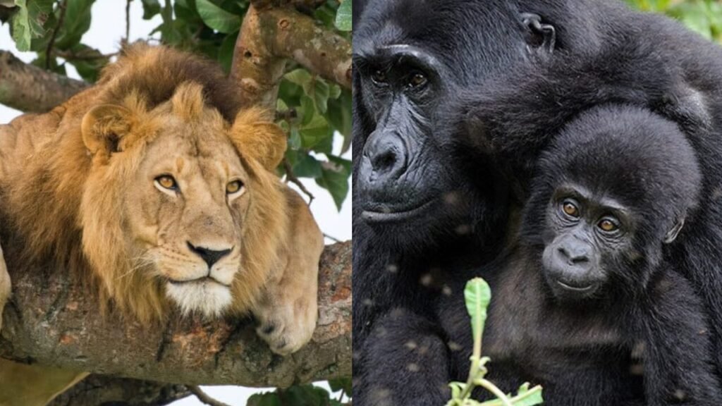 10 Days Uganda Budget Safari | Gorilla Trekking, Wildlife Safaris and Chimpanzee Trekking