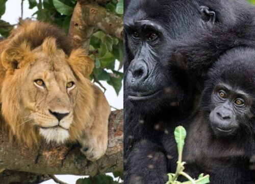 10 Days Uganda Budget Safari | Gorilla Trekking, Wildlife Safaris and Chimpanzee Trekking