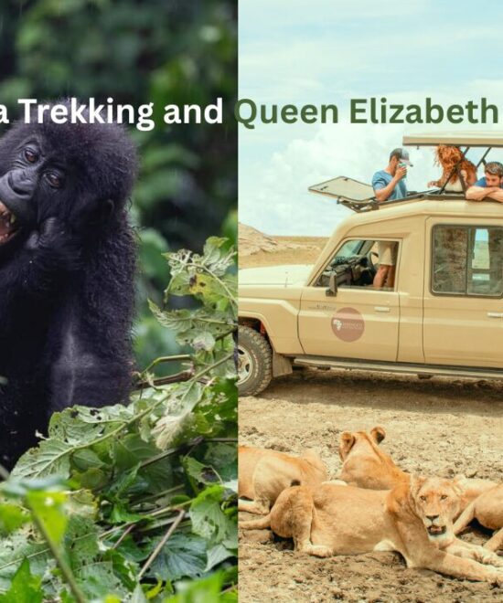 Gorilla Trekking and Queen Elizabeth Safari Uganda: Big 5 Meets Mountain Gorillas (2025–2028)