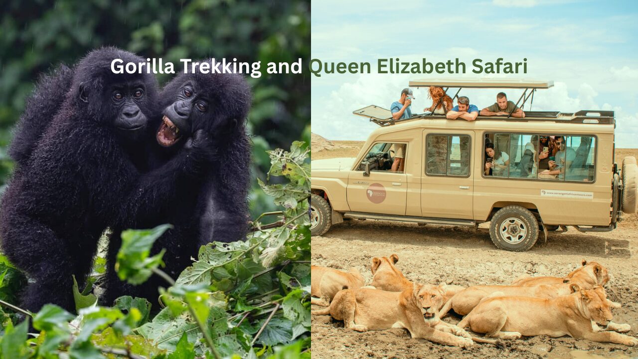 Gorilla Trekking and Queen Elizabeth Safari