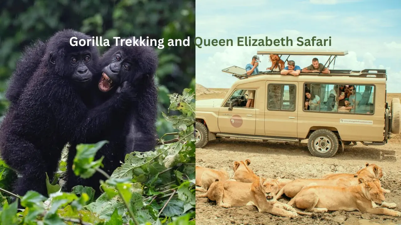 Gorilla Trekking and Queen Elizabeth Safari