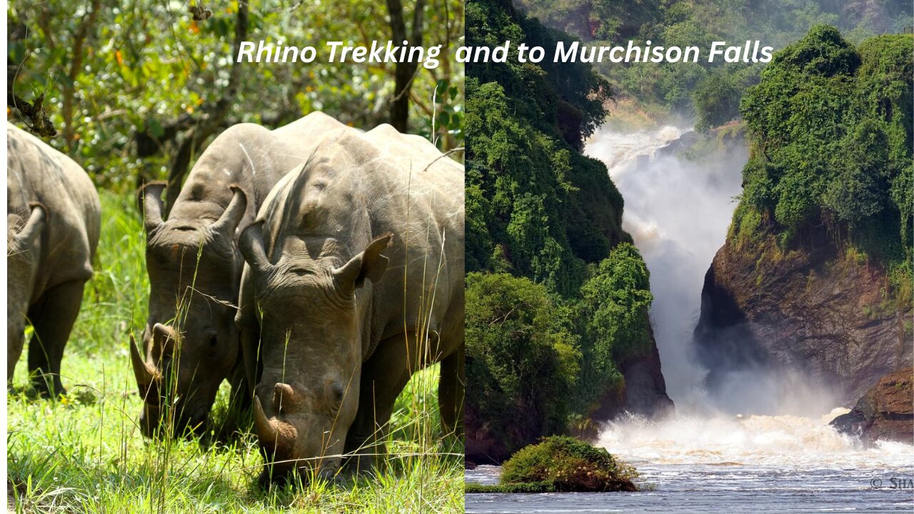 10 Days Uganda Safari | Gorilla Trekking, Chimpanzee Tracking, Wildlife & Murchison Falls