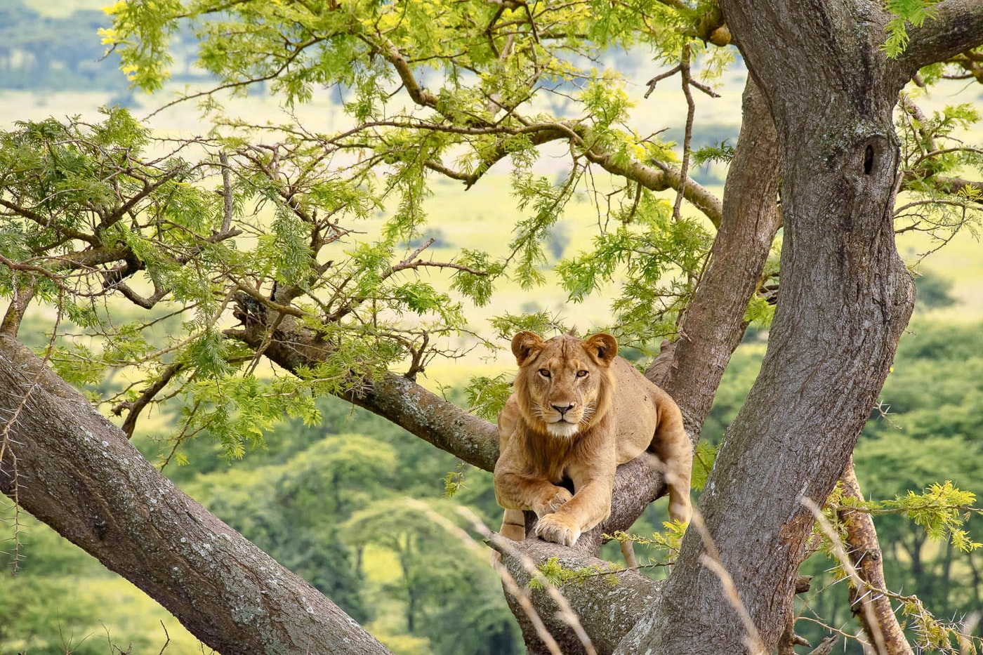 What You See on a 10 Days Uganda Safari – Gorillas, Game Drives & More