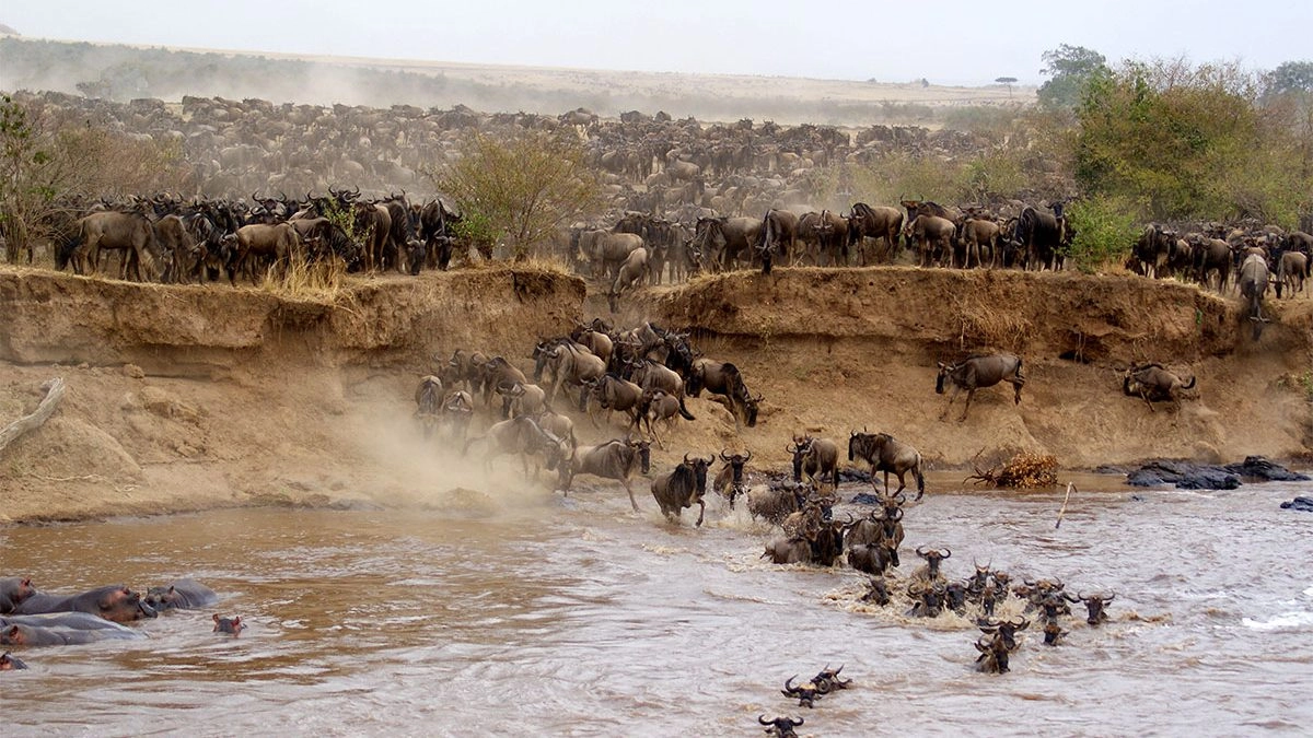 4 Days Masai Mara and Lake Nakuru Group Safari | Kenya Wildlife Adventure Tour
