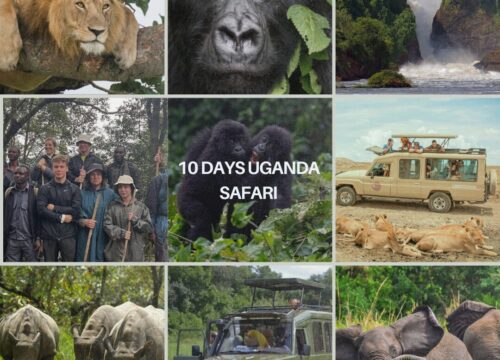What You See on a 10 Days Uganda Safari – Gorillas, Wildlife & Culture