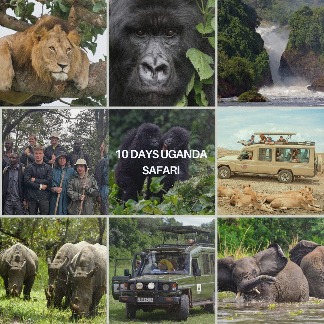 10 Days Uganda Budget Safari Itinerary | Best Affordable Tour Across Uganda’s National Parks