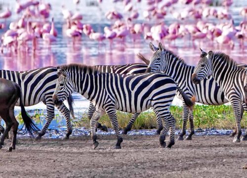 Lake Manyara National Park Safari Guide | Wildlife & Tips