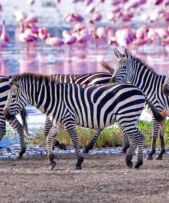 Lake Manyara National Park Safari Guide | Wildlife & Tips