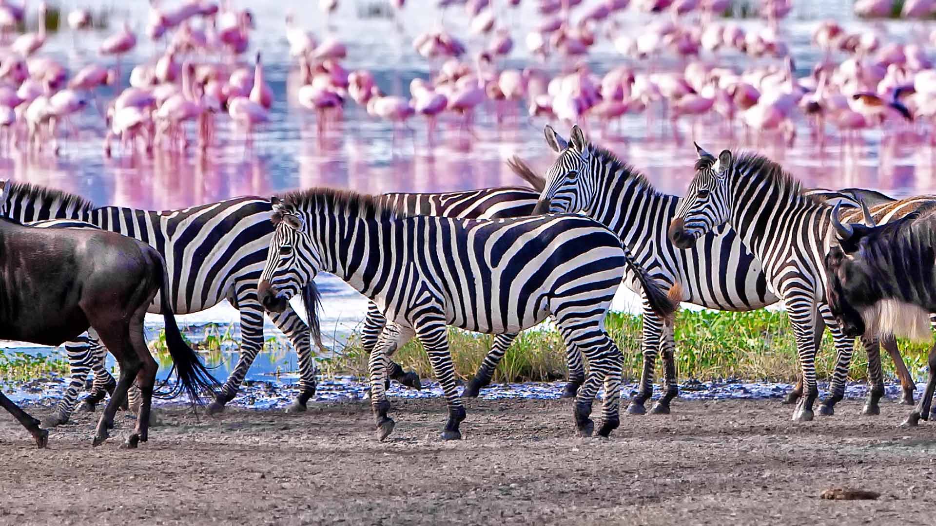Lake Manyara National Park Safari Guide: Wildlife & Tips